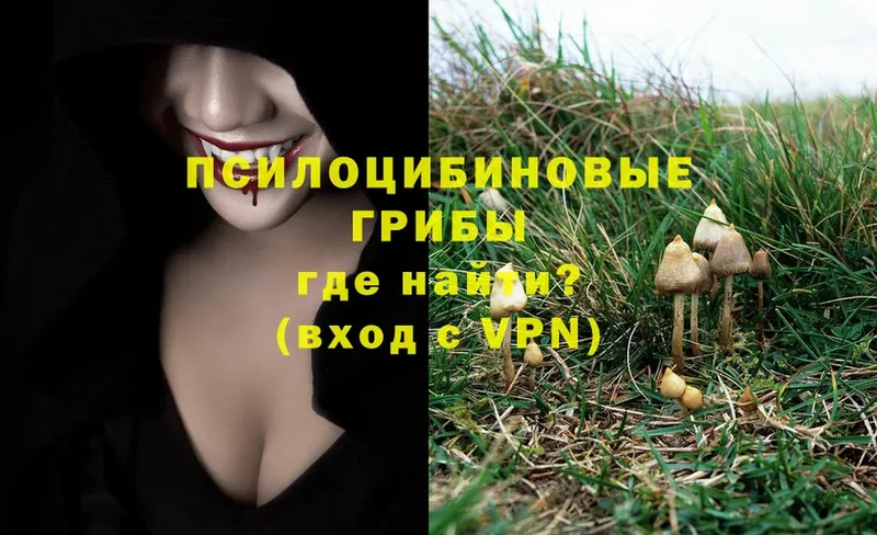 цена   Дубна  Псилоцибиновые грибы Psilocybine cubensis 